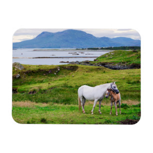 Hästarna av Connemara   Galway, Irland Magnet