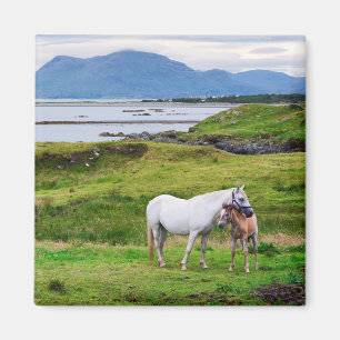 Hästarna av Connemara   Galway, Irland Magnet