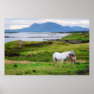 Hästarna av Connemara Galway, Irland Poster