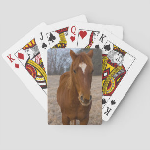 Hästavfall Casinokort