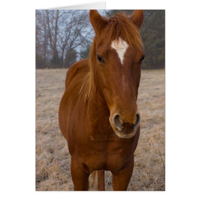 Hästavfall OBS Kort (Framsidan)