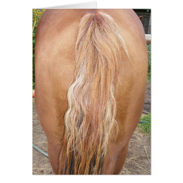 Hästbaksida Hälsningskort (Framsidan)