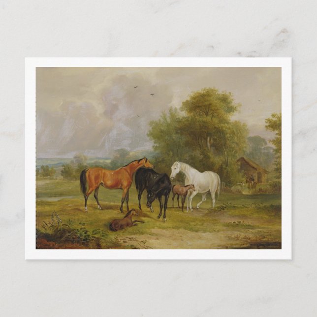 Hästbete: Mares and Foals in a Fält (oil on on Vykort (Framsida)