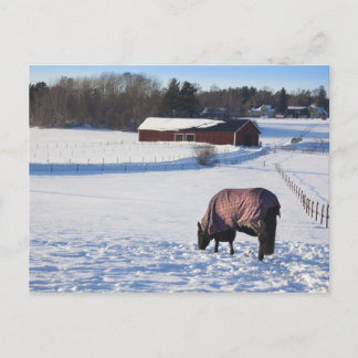 Hästbetning på en snö-täckt fält på Ekero 2 Vykort
