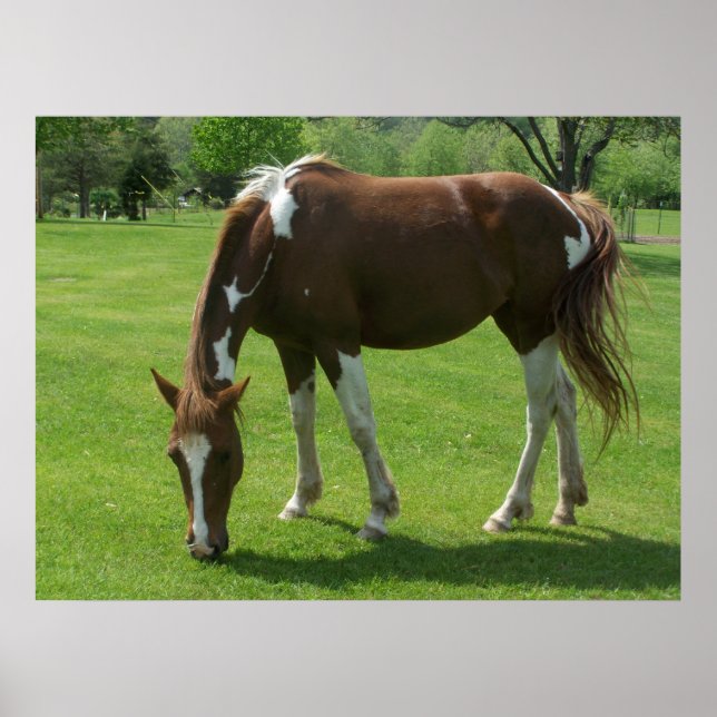 Hästbetning Poster (Framsidan)