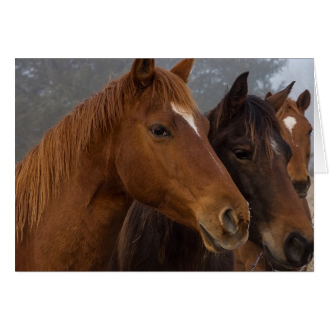 Hästdjur Hälsningskort (Framsidan Horizontal)