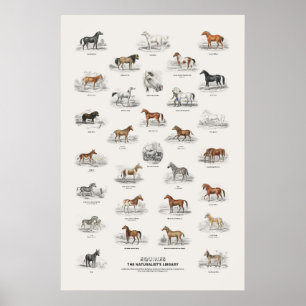 Hästdjur - Naturalist's Library Poster