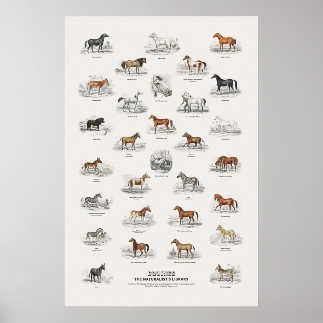 Hästdjur - Naturalist's Library Poster (Framsidan)