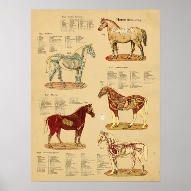 Hästdjur - veterinärdiagram poster (Framsidan)