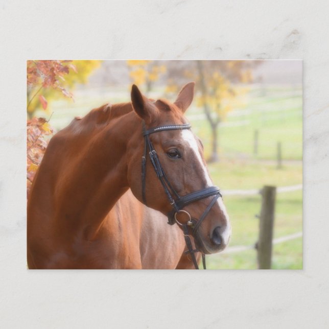 Hästdjurens vykort (Framsida)