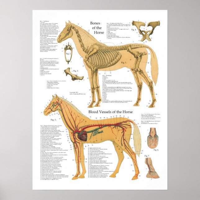 Hästdjurets arteriella anatomi Veterinärdiagram Sk Poster (Framsidan)