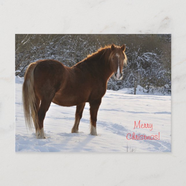 Hästen i snö-julen helg vykort (Framsida)