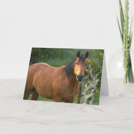 Hästen noterar kortet kort