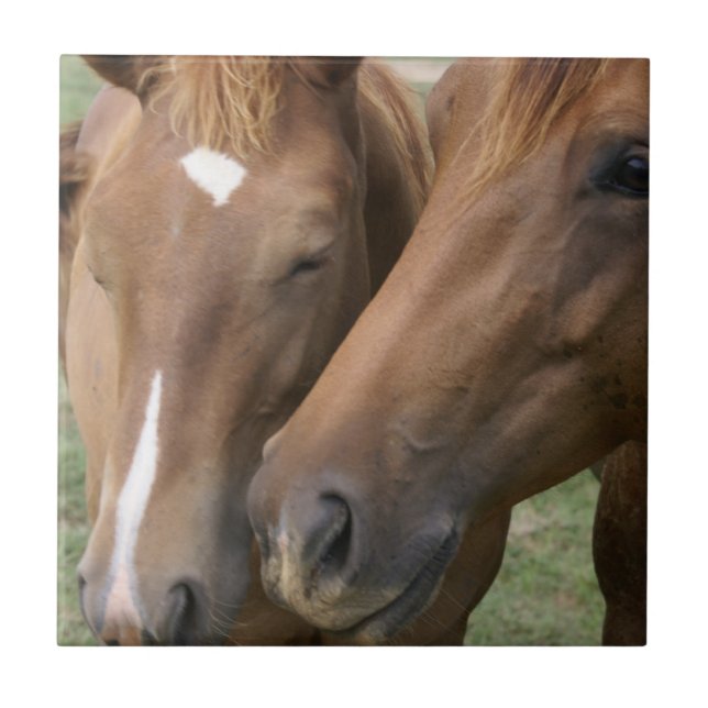 Hästen Nuzzle belägger med tegel Kakelplatta (Framsidan)