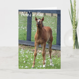 Hästfödelsedagen kysser kortet kort