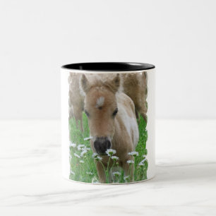 Hästföl som luktar blommor på en mugg