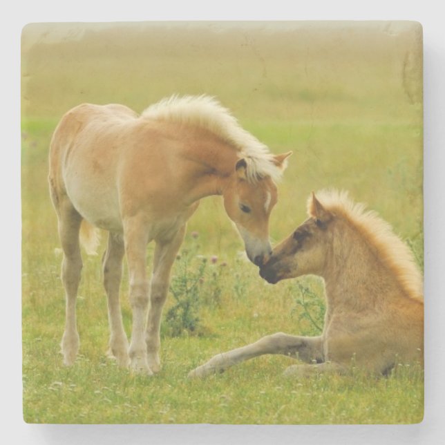 Hästföl Underlägg Sten (Framsidan)