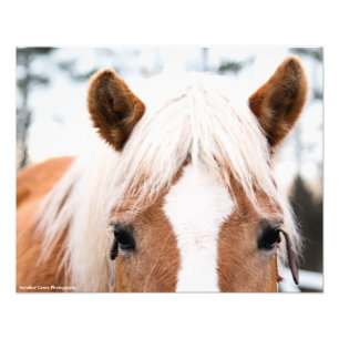 Hästfototryck Fototryck