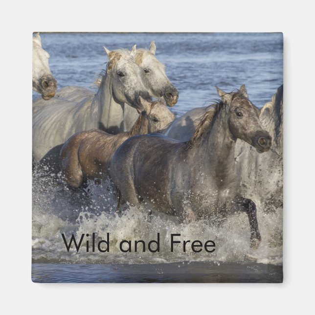 Hästgalloping i vatten magnet (Framsidan)