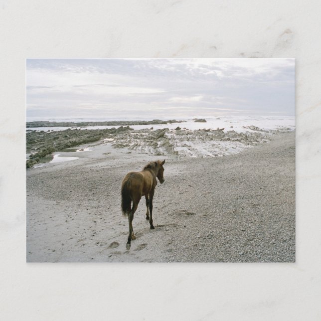 Hästgång på stranden vykort (Framsida)