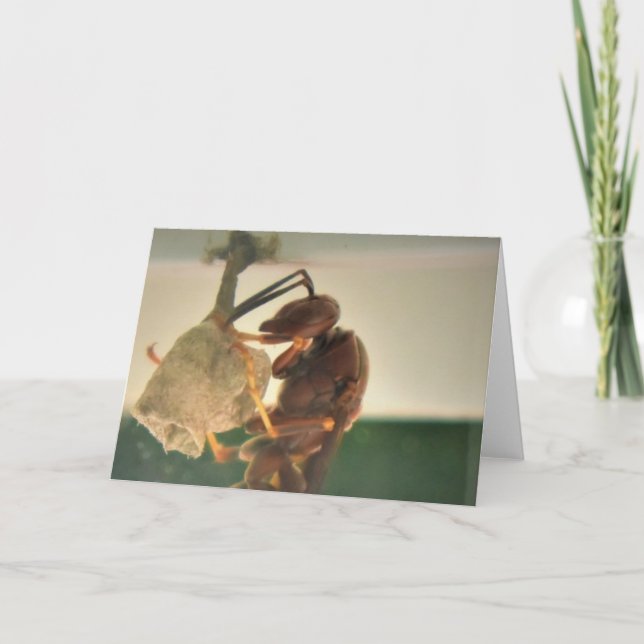 Hästgarn, kort (Framsida)