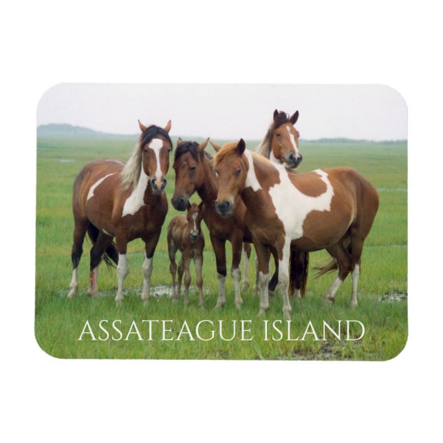 Hästgrupp, assateague National Seashore Magnet (Horisontell)
