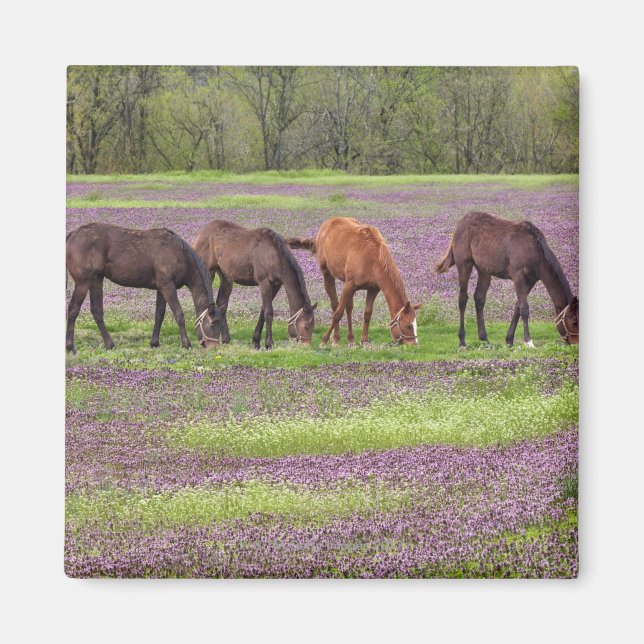 Hästhästar i fält av blommor från henbit magnet (Framsidan)