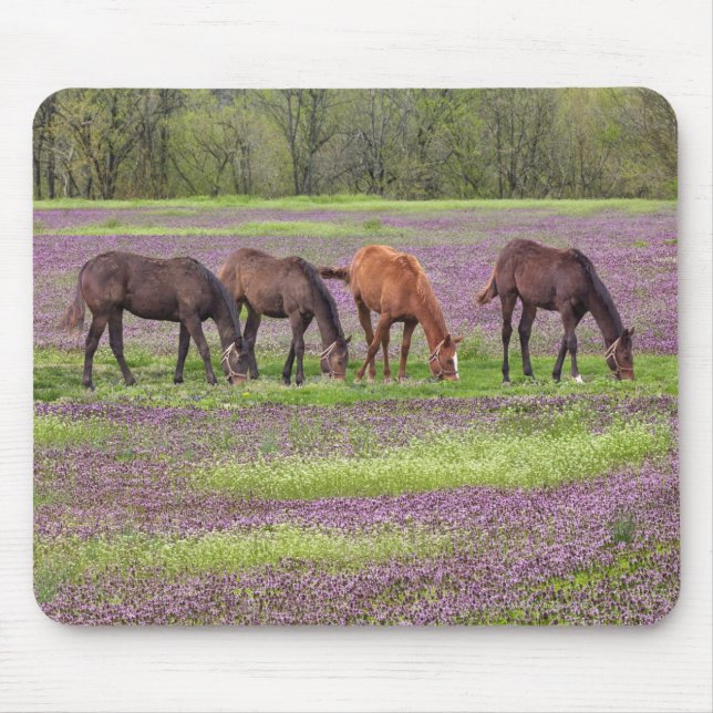 Hästhästar i fält av blommor från henbit musmatta (Framsidan)