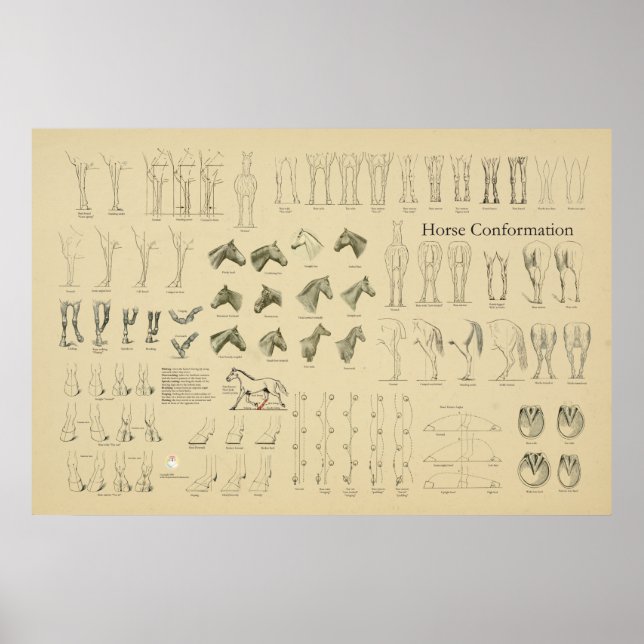 Hästhästens konformationsdiagram Ben Gait Poster (Framsidan)