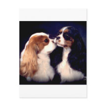 Hastig Tippy gataNova