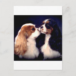 Hastig Tippy gataNova Vykort