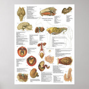 Hästinre organ Anatomy Brain Stomach Chart Poster
