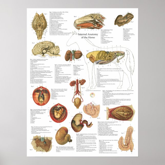 Hästinre organ Anatomy Brain Stomach Chart Poster (Framsidan)