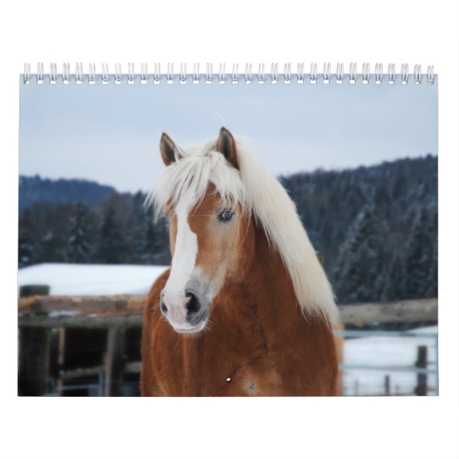 Hästkalender Kalender (Omslag)