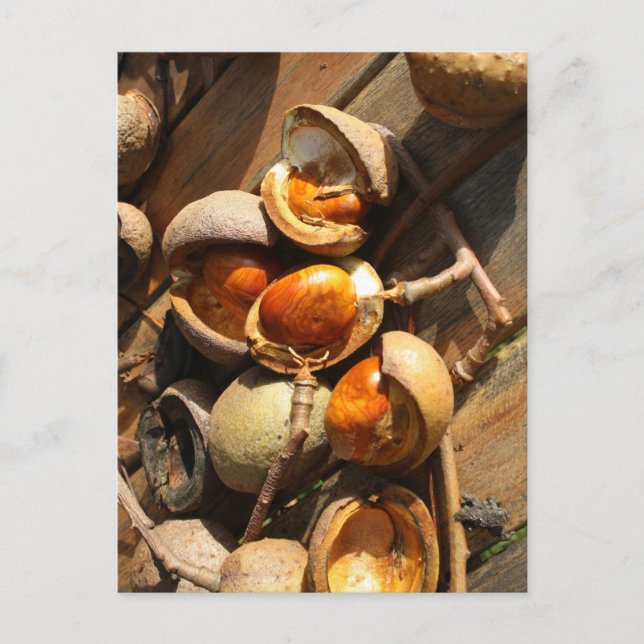 Hästkastanj vykort (Framsida)