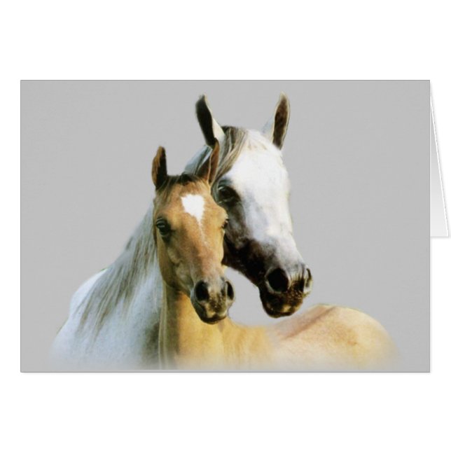 Hästkompiskort Hälsningskort (Framsidan Horizontal)