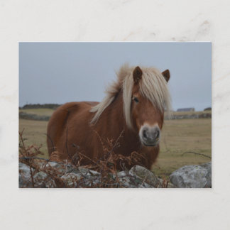 Hästkonst Skriv ut vykort