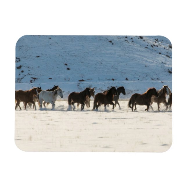 Hästkörning på vintern på Hideout Ranch Magnet (Horisontell)