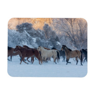 Hästkörning på vintern på Hideout Ranch Magnet