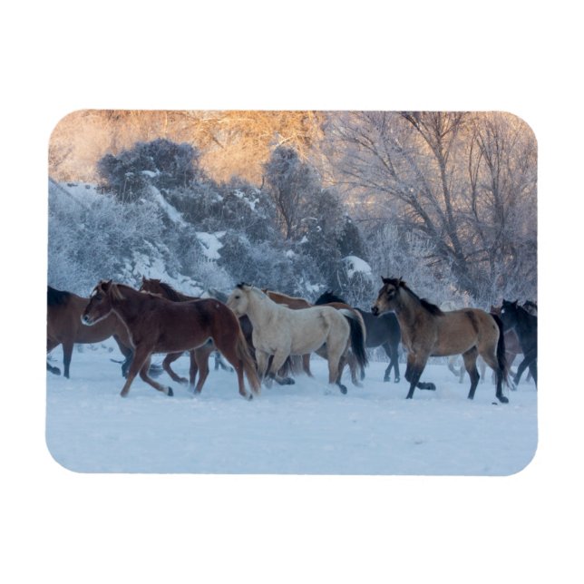 Hästkörning på vintern på Hideout Ranch Magnet (Horisontell)