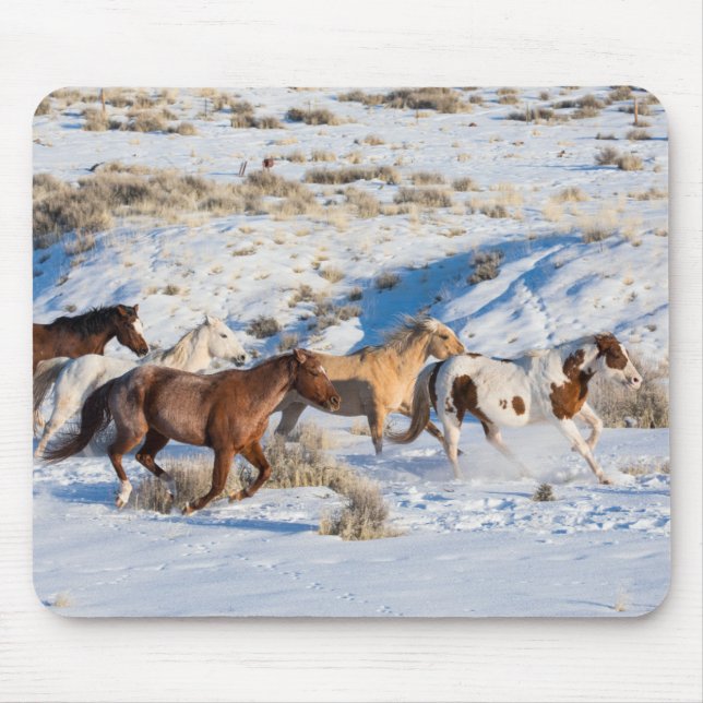 Hästkörning på vintern på Hideout Ranch Musmatta (Framsidan)