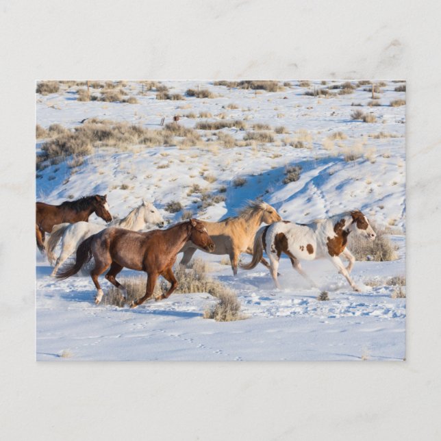 Hästkörning på vintern på Hideout Ranch Vykort (Framsida)