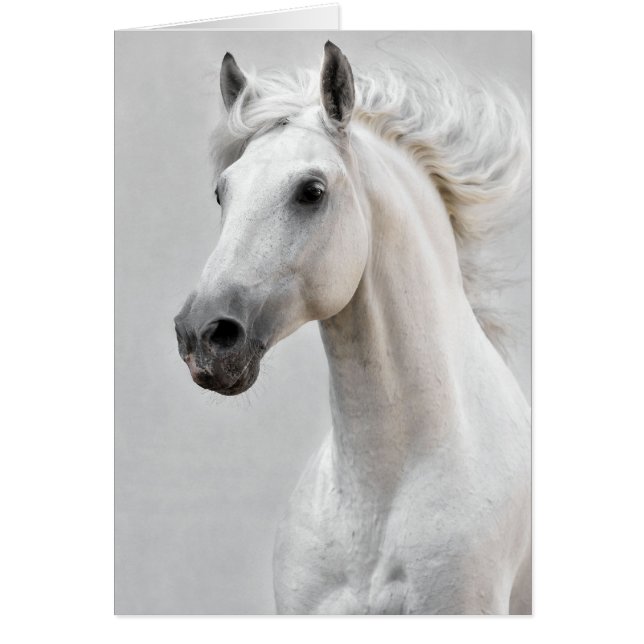 Hästkort Hälsningskort (Framsidan)