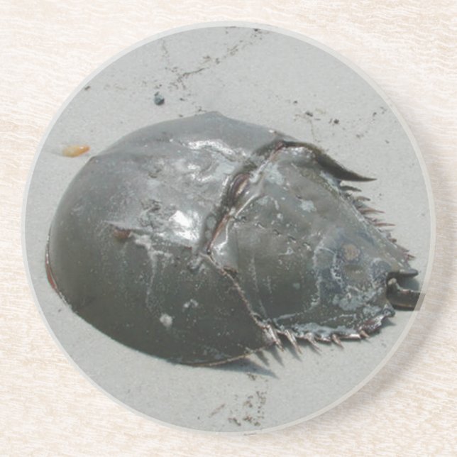 Hästkrabba Underlägg (Framsidan)