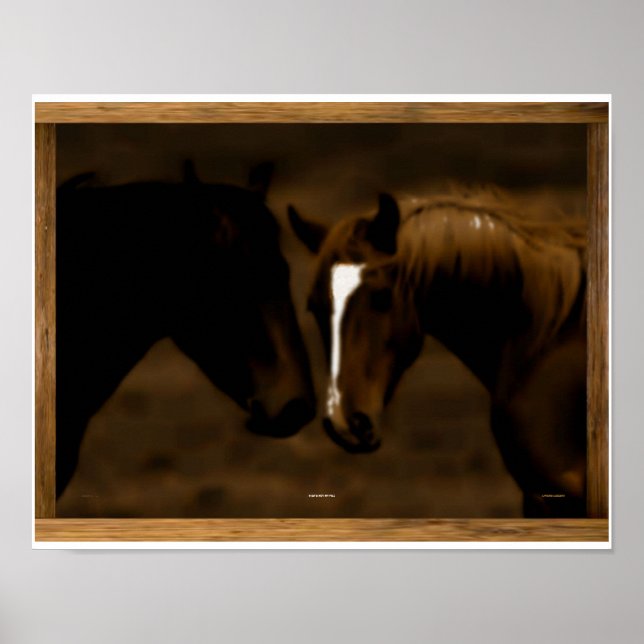 Hästmattor Poster (Framsidan)