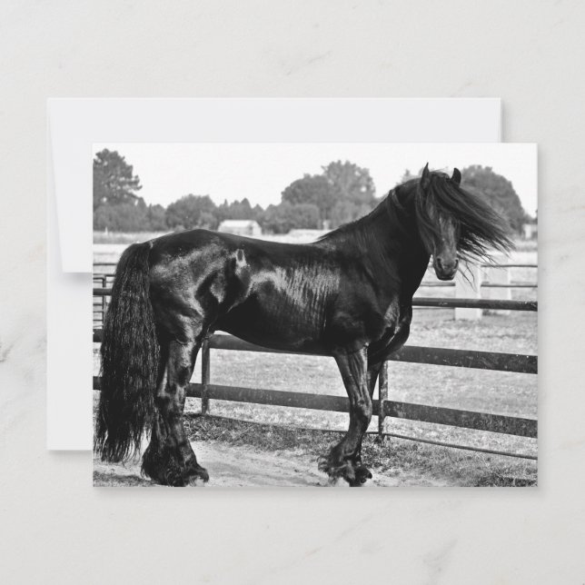 Hästmodellering (Framsida)