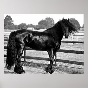 Hästmodellering Poster