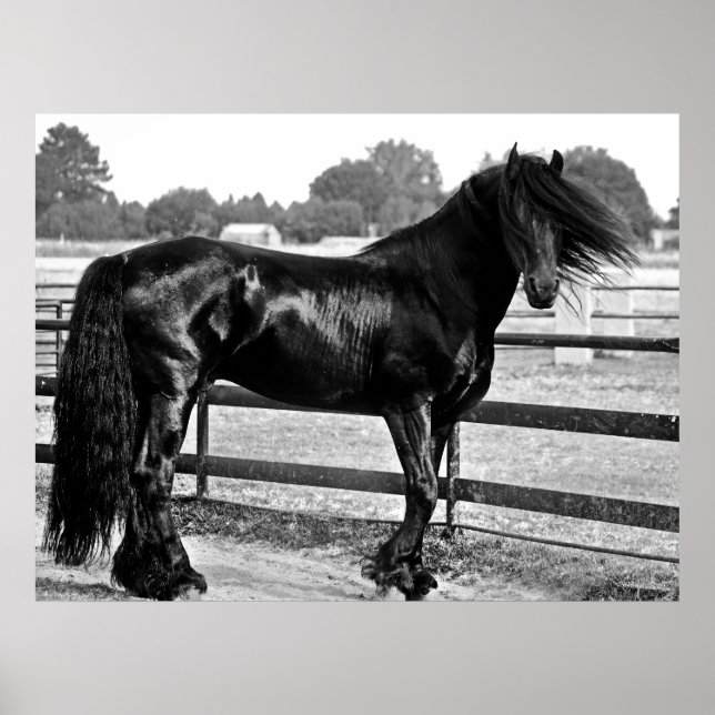 Hästmodellering Poster (Framsidan)