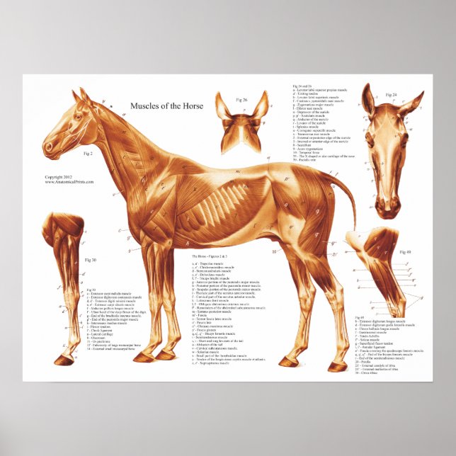 Hästmuskelanatomdiagram Poster (Framsidan)