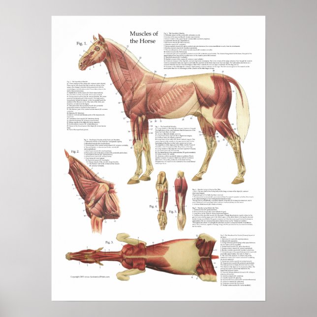 Hästmuskelanatomi Veterinärdiagram Poster (Framsidan)